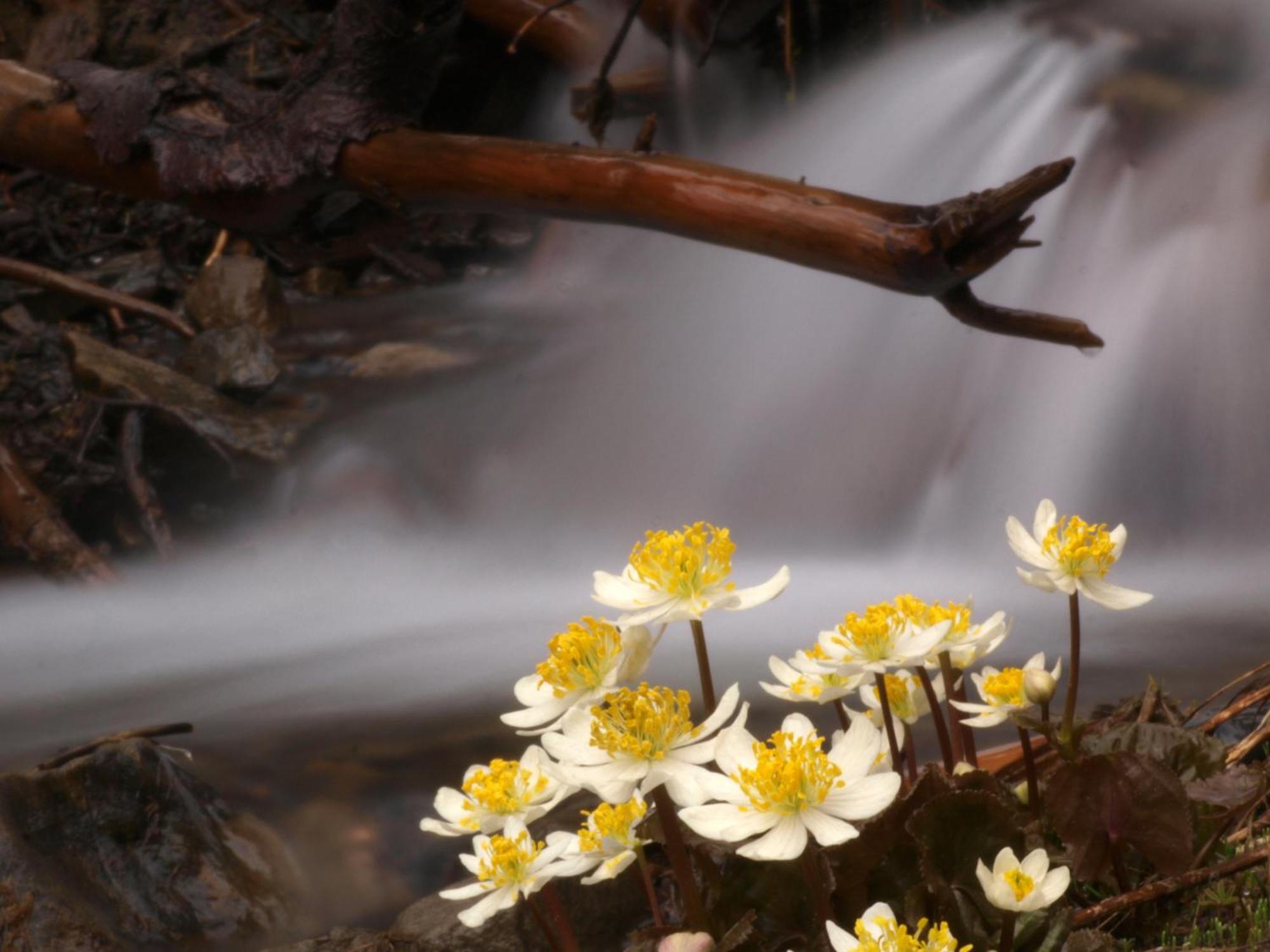 Sol Duc Hot Springs Resort Ovington Bagian luar foto